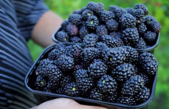 В Молдове планируют привлекать иностранцев для уборки урожая