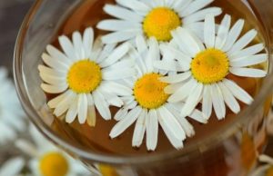 Польза ромашки для организма