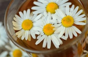 Польза ромашки для организма