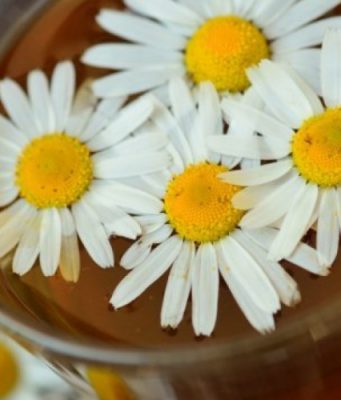 Польза ромашки для организма