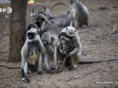 Обезьяны в Индии голодают из-за коронавируса