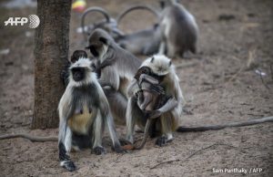 Обезьяны в Индии голодают из-за коронавируса