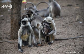 Обезьяны в Индии голодают из-за коронавируса