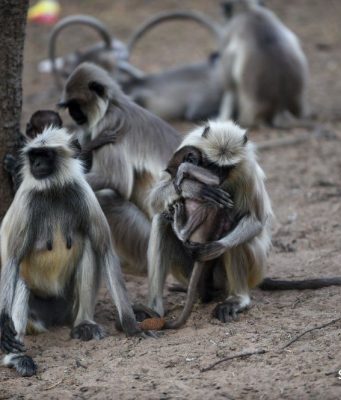 Обезьяны в Индии голодают из-за коронавируса