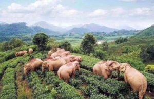 Без капли сожаления. Дикие слоны в Китае напились виски и уснули