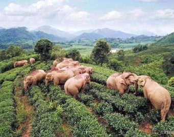 Без капли сожаления. Дикие слоны в Китае напились виски и уснули