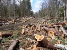 Представители Moldsilva отвергают обвинения в “лишней” рубке леса в заповеднике Кодру рубка леса