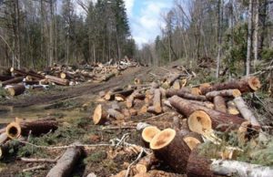 Представители Moldsilva отвергают обвинения в „лишней” рубке леса в заповеднике Кодру рубка леса
