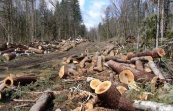 Представители Moldsilva отвергают обвинения в „лишней” рубке леса в заповеднике Кодру рубка леса