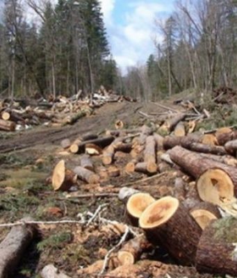 Представители Moldsilva отвергают обвинения в „лишней” рубке леса в заповеднике Кодру рубка леса