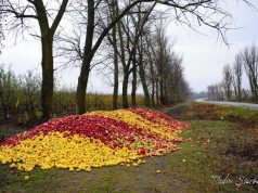 На севере Молдовы фермеры выбрасывают урожай яблоки