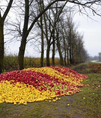 На севере Молдовы фермеры выбрасывают урожай яблоки