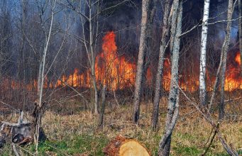 Зеленский следит за ситуацией с пожаром в Чернобыльской зоне лес, пожар