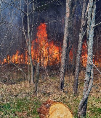 Зеленский следит за ситуацией с пожаром в Чернобыльской зоне лес, пожар