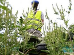 Борьба с амброзией: в столице обработали 200 гектаров