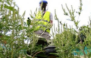 Борьба с амброзией: в столице обработали 200 гектаров