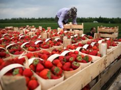 Италия намерена привлечь граждан Молдовы на сезонную работу