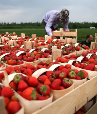 Италия намерена привлечь граждан Молдовы на сезонную работу