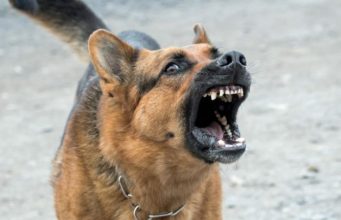 В Каушанах на женщину напала бродячая собака