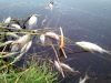 В водоеме Конгаза произошел массовый мор рыбы
