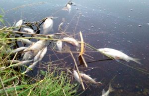 В водоеме Конгаза произошел массовый мор рыбы