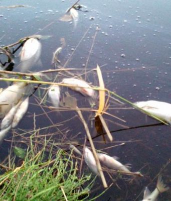 В водоеме Конгаза произошел массовый мор рыбы