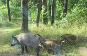 В Приднестровье кабаны создают аварийную обстановку на дорогах кабан