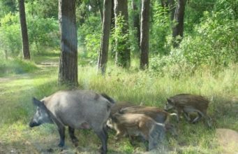 В Приднестровье кабаны создают аварийную обстановку на дорогах кабан