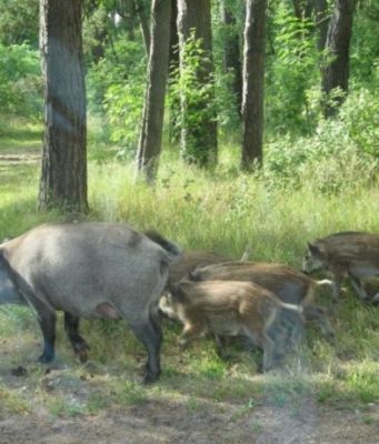 В Приднестровье кабаны создают аварийную обстановку на дорогах кабан
