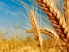 В 2020 году в Молдове будет урожай пшеницы до 600 тысяч тонн пшеница