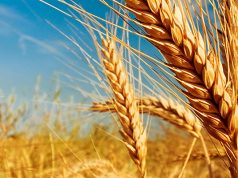 В 2020 году в Молдове будет урожай пшеницы до 600 тысяч тонн пшеница