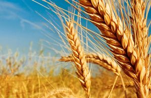 В 2020 году в Молдове будет урожай пшеницы до 600 тысяч тонн пшеница