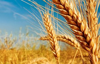 В 2020 году в Молдове будет урожай пшеницы до 600 тысяч тонн пшеница
