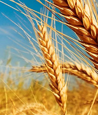 В 2020 году в Молдове будет урожай пшеницы до 600 тысяч тонн пшеница