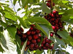 Под Криулянами фермер разрешил бесплатно собирать свою черешню черешня