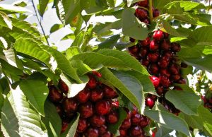 Под Криулянами фермер разрешил бесплатно собирать свою черешню черешня