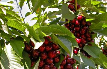 Под Криулянами фермер разрешил бесплатно собирать свою черешню черешня