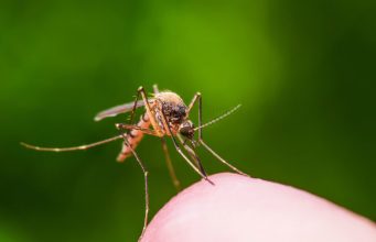 Кишиневцы стали чаще жаловаться врачам на аллергию от укусов насекомых