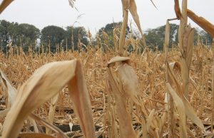 В Молдове фермеры готовы сравнять с землей выжженные поля кукурузы
