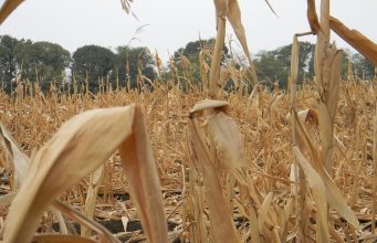 В Молдове фермеры готовы сравнять с землей выжженные поля кукурузы