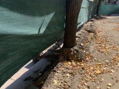 Зачем спилили деревья в Кишиневе, в сквере имени Еминеску?