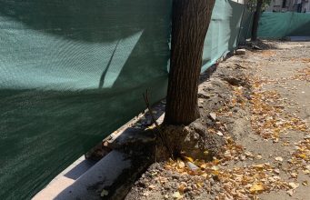 Зачем спилили деревья в Кишиневе, в сквере имени Еминеску?