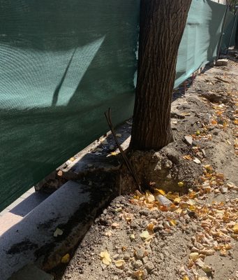 Зачем спилили деревья в Кишиневе, в сквере имени Еминеску?