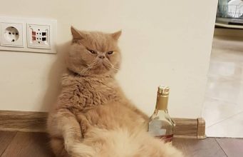 ШОК! Кот Гектор меняет профессию?!