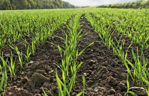 Аграрии Гагаузии не спешат сеять озимые