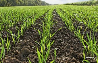 Аграрии Гагаузии не спешат сеять озимые