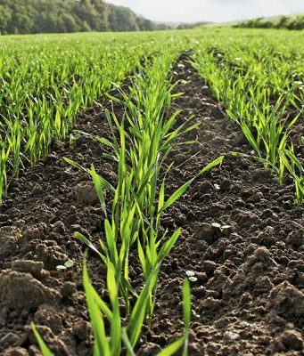 Аграрии Гагаузии не спешат сеять озимые