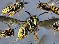 В Бельцах осы атаковали посетителей парка осы