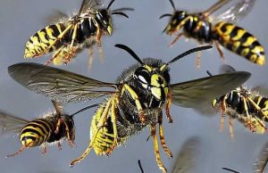 В Бельцах осы атаковали посетителей парка осы