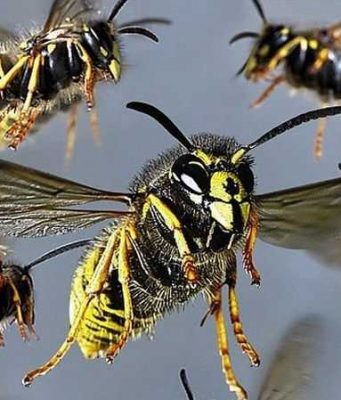 В Бельцах осы атаковали посетителей парка осы